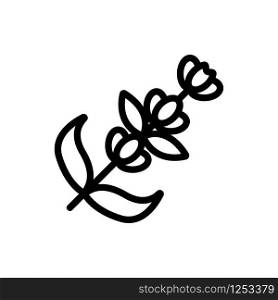 Lavender flower icon vector. Thin line sign. Isolated contour symbol illustration. Lavender flower icon vector. Isolated contour symbol illustration