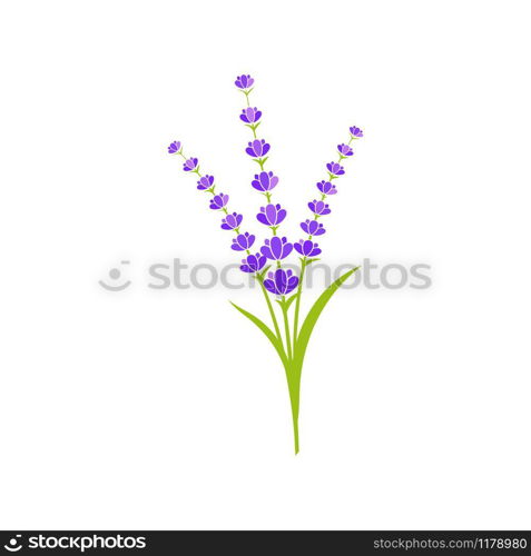 Lavender flower Vector icon illustration design Template