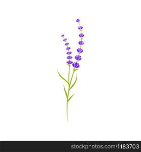 Lavender flower Vector icon illustration design Template