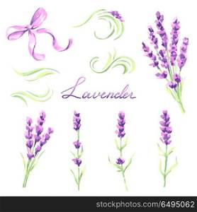 Lavender flowers and bunches set. Watercolor natural illustration of Provence herbs. Lavender flowers and bunches set. Watercolor natural illustration of Provence herbs.