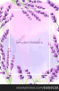 Lavender flowers background design.. Lavender flowers background design. Watercolor natural illustration of Provence herbs.