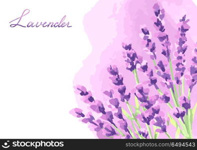 Lavender flowers background design.. Lavender flowers background design. Watercolor natural illustration of Provence herbs.