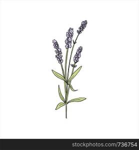 Lavender flowers colored sketch style. steem and head in bloom. Bunch of purple Lavandula flowers. Ink pen. Vector illustration. For prints posters perfume, cosmetics design, healthcare, medicine. Lavender flowers colored sketch style. steem and head in bloom. Bunch of purple Lavandula flowers.