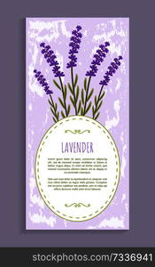 Lavender herbs collection, poster with flowers and lavender, herbs set with title, blossom and floral element vector illustration poster frame for text. Lavender Herbs Collection Vector Illustration