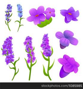 Lavender icons set. Cartoon set of lavender vector icons for web design. Lavender icons set, cartoon style