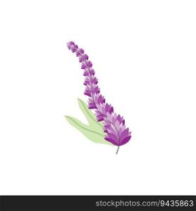 Lavender Logo, Purple Plant Vector, Garden Design, Illustration Symbol Template