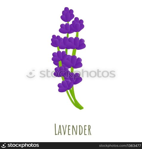 Lavender plant icon. Cartoon of lavender plant vector icon for web design isolated on white background. Lavender plant icon, cartoon style