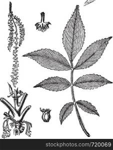 Leaf, base, stem and flower of hickory vintage engraving. Old engraved illustration of leaf base stem and flower of hickory tree.