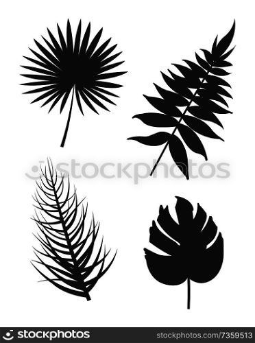 Leaf collection silhouette set of plants monstera deliciosa branch and royal fern tropical herbs vector illustration isolated on white background. Leaf Collection Silhouette Vector Illustration