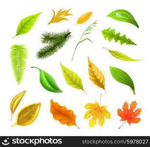 Leaf collection, vector