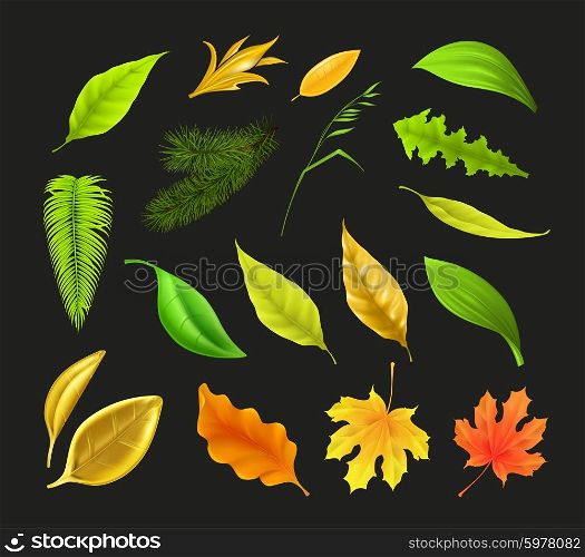 Leaf collection, vector