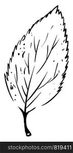 Leaf drawing, illustration, vector on white background.