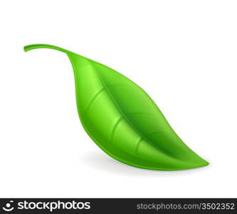 Leaf, icon