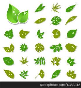 Leaf icon. Set of icons on a theme leaf. A vector illustration