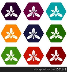 Leaf icons 9 set coloful isolated on white for web. Leaf icons set 9 vector