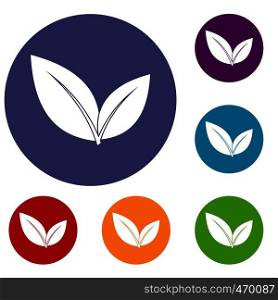 Leaf icons set in flat circle reb, blue and green color for web. Leaf icons set