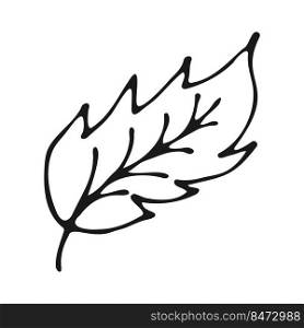 Leaf in doodle style black outline on a white background. Vector illustration.. Leaf in doodle style black outline 