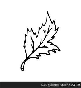 Leaf in line style. Isolated hand drawing greenery vector illustration. Doodle simple outline. Leaf for icon, menu, cover, print, poster, cards, web element, social media, card for children.. Leaf in line style. Isolated hand drawing greenery vector illustration. Doodle simple outline.