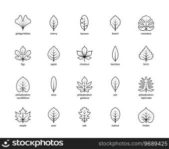 Leaf linear thin vector icons. Nature and ecology. Ginkgo biloba, cherry, banana, beech, monstera, figs, apple and many others. Isolated outline of leaves plants with title on a white background.