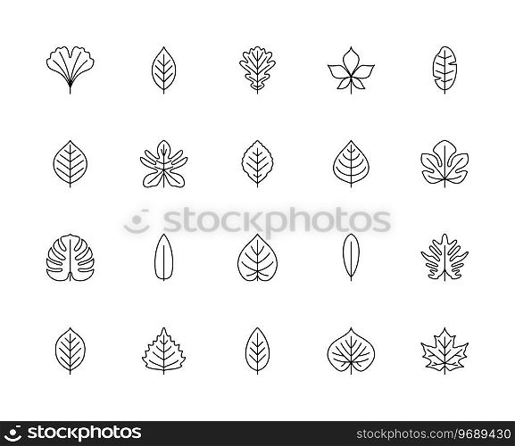 Leaf linear vector icons. Nature and ecology. Ginkgo biloba, cherry, oak, chestnut, banana, pear, philodendron, beech, apple and many others. Isolated outline of leaves plants on a white background.