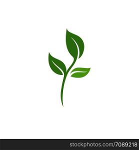 Leaf Logo vector Template
