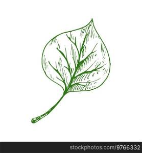 Leaf of linden, elm or birch isolated outline sketch. Vector poplar tree verdant linden leafage. Birch or linden, elm or poplar tree leaf isolated