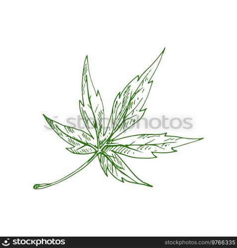 Leaf of maple tree isolated foliage sketch. Vector green spring acer leafage, hand drawn plant element. Acer or maple tree leaf isolated green foliage