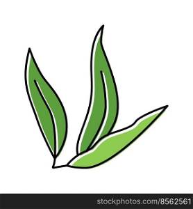leaf plant mango color icon vector. leaf plant mango sign. isolated symbol illustration. leaf plant mango color icon vector illustration