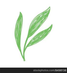 Leaf sketch. Hand drawn vector illustration. Pen or marker doodle plant.. Leaf sketch. Hand drawn vector illustration. Pen or marker doodle plant