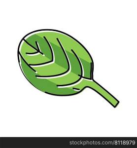 leaf spinach color icon vector. leaf spinach sign. isolated symbol illustration. leaf spinach color icon vector illustration