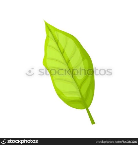 leaf tea cartoon. nature herbal tree, black green healthy drink leaf tea vector illustration. leaf tea cartoon vector illustration