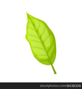 leaf tea cartoon. nature herbal tree, black green healthy drink leaf tea vector illustration. leaf tea cartoon vector illustration