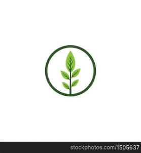 leaf vector template icon design