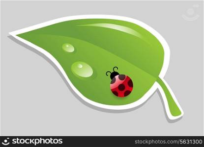 leaf with ladybird. Vector illustration. EPS 10.