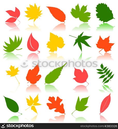 leaf9. Leaf from trees of different colour. A vector illustration