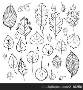 Leaves and seeds of trees. Vector sketch illustration . Leaves and seeds of trees.