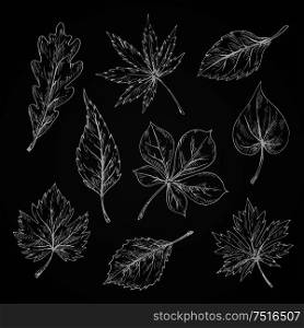 Leaves chalk sketches of maple and oak, birch and chestnut, elm and beech foliage on chalkboard. Nature, ecology or seasonal theme design. Chalk sketches of leaves silhouettes