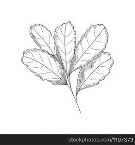 Leaves in engraved style. Leaf isolated on white background. vector illustration. Leaves in engraved style. Leaf isolated on white background.