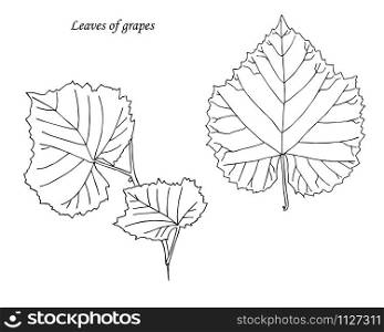 leaves of grapes