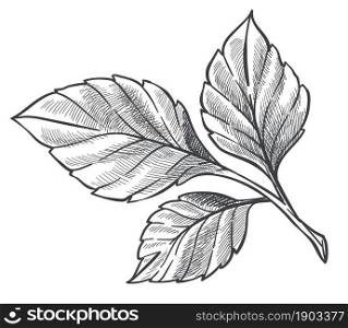 Leaves of strawberry plant, isolated flora or bushes, shrubs growing in garden or forest. Colorless sapling or decorative foliage. Monochrome sketch outline. Vector in flat style illustration. Natural flora of strawberry plant, outline sketch