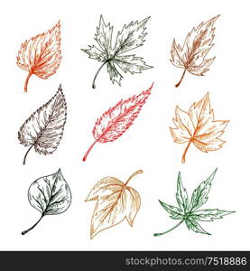 Leaves of trees and plants. Pencil sketch vector leaf icons of maple, birch, aspen, chestnut, elm, poplar. Leaves of trees sketch icons