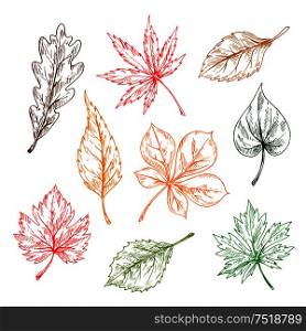 Leaves of trees and plants set. Hand drawn pencil sketch drawing. Oak, maple, birch, aspen, chestnut, elm leaves for print or fall design. Leaves sketches set. Hand drawn illustration