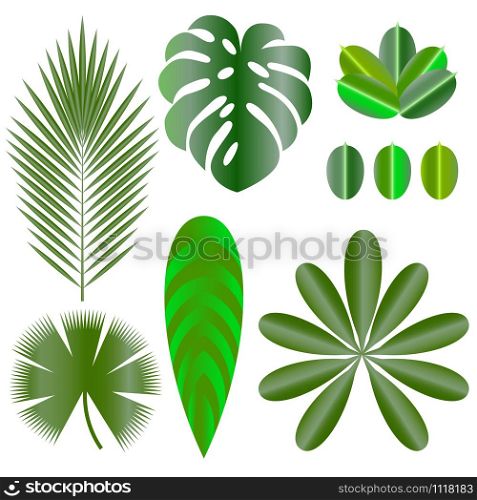 Leaves of tropical plants. Isolated items. Monstera, ficus, palm tree Schefflera. Leaves of tropical plants. Isolated items. Monstera, ficus, palm tree, Schefflera.