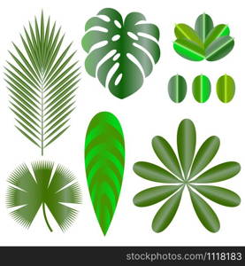 Leaves of tropical plants. Isolated items. Monstera, ficus, palm tree Schefflera. Leaves of tropical plants. Isolated items. Monstera, ficus, palm tree, Schefflera.