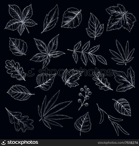 Leaves, seeds and fruits of trees and bushes chalk drawings on blackboard. Engraving sketch icons of maple, grape, acorn and chestnut, birch, rowanberry, elm and beech foliage. Chalk drawings of tree leaves and seeds