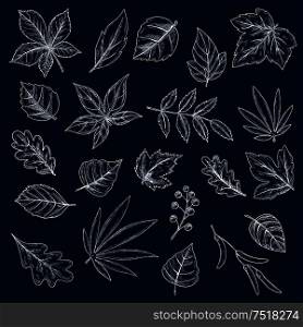 Leaves, seeds and fruits of trees and bushes chalk drawings on blackboard. Engraving sketch icons of maple, grape, acorn and chestnut, birch, rowanberry, elm and beech foliage. Chalk drawings of tree leaves and seeds