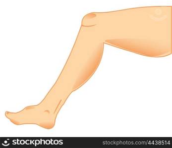 Leg of the person. The Feminine leg on white background is insulated.Vector illustration