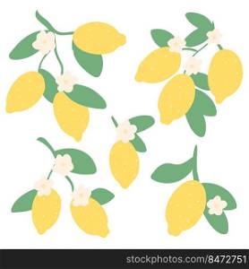 Lemon flowers and fruits exotic tropical set. Citrus tree branches hand drawing. Lemon blossom simple collection vector illustration. Lemon flowers and fruits exotic tropical set