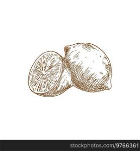 Lemon fruit sketch. Vector isolated whole organic natural lemon or lime citrus fruit. Lemon fruit organic food, isolated sketch
