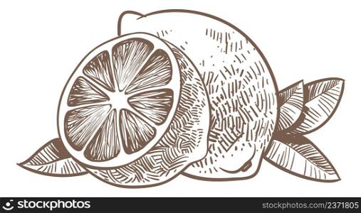 Lemon sketch. Hand drawn whole fruit and half cut isolated on white background. Lemon sketch. Hand drawn whole fruit and half cut